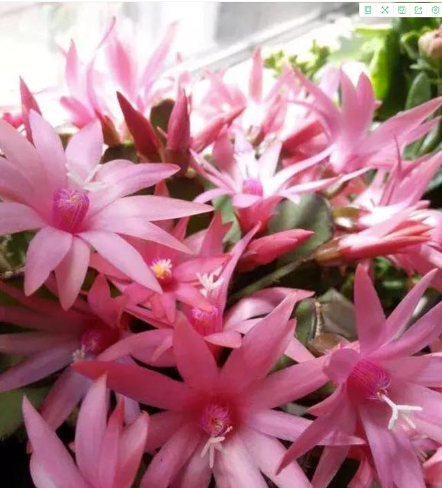 开花超美de仙人掌三千金：蟹爪兰、仙人指、假昙花，你能分清吗？