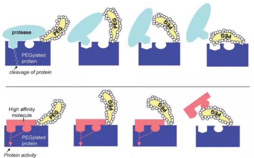 生物药物分析网课,生物药物分析和化学药物分析区别