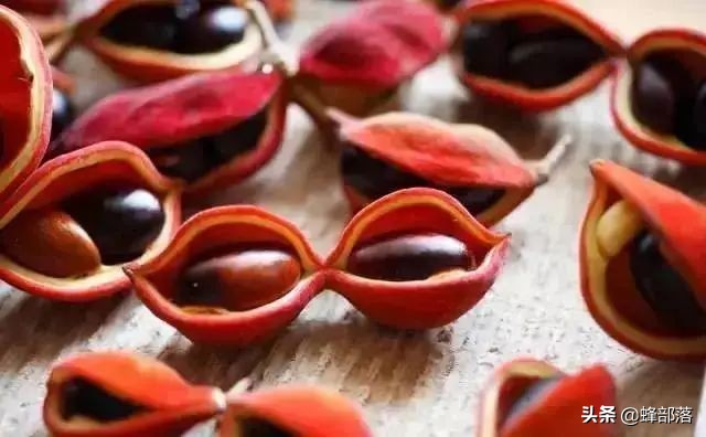 苹婆果广西叫法,假苹婆果实有毒吗