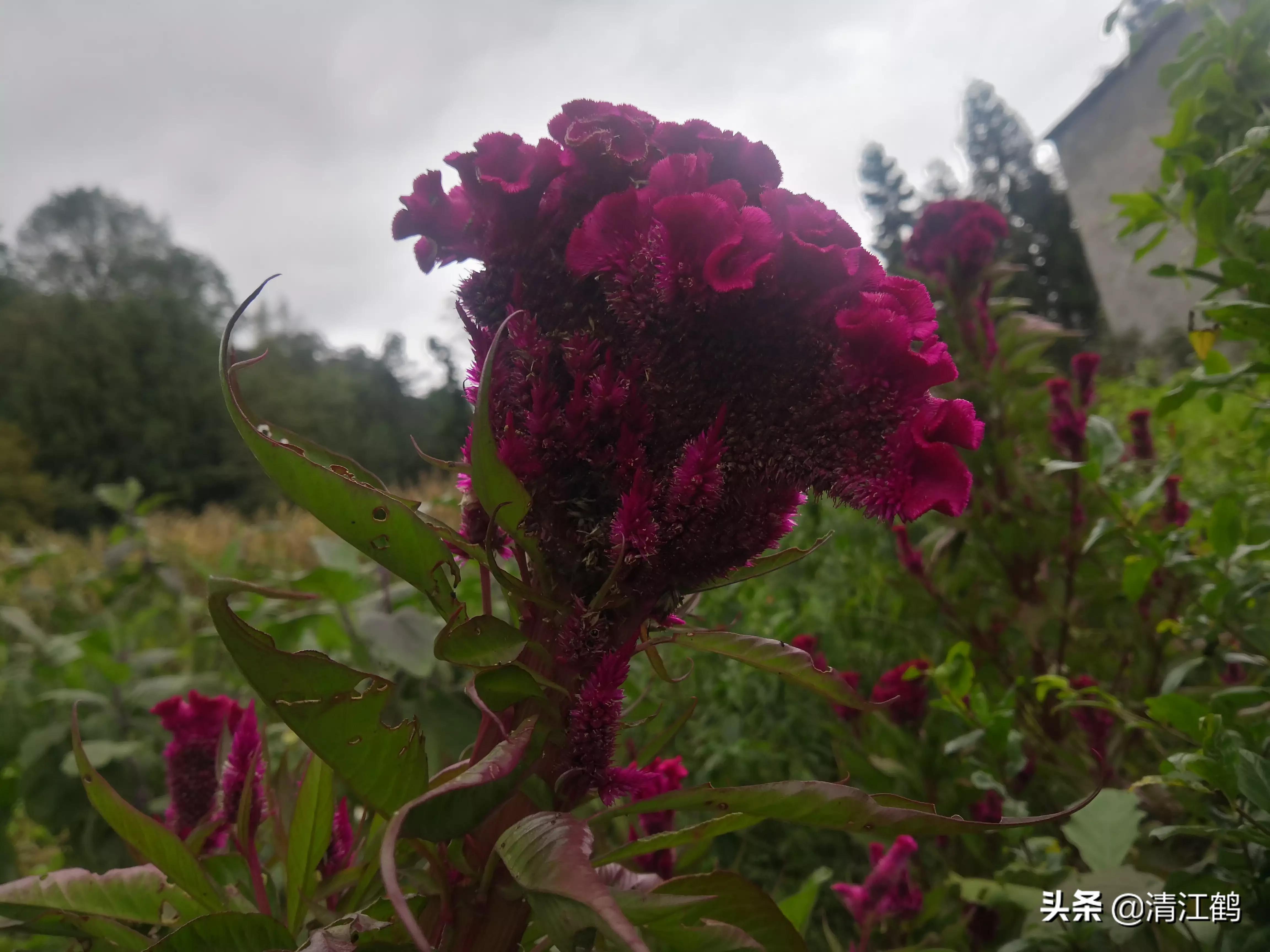 休闲农业盈利模式柱状图,休闲农业十大趋势图