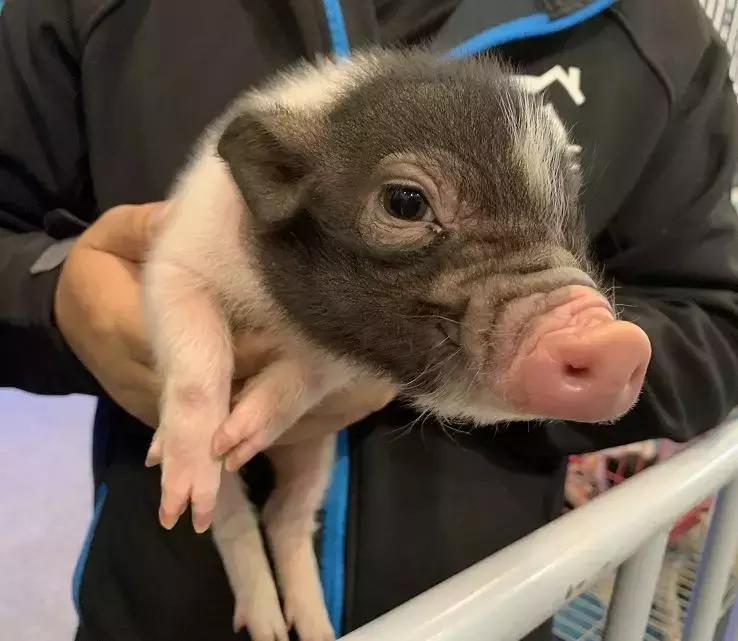 萌宠齐聚南京宠物博览会,day1