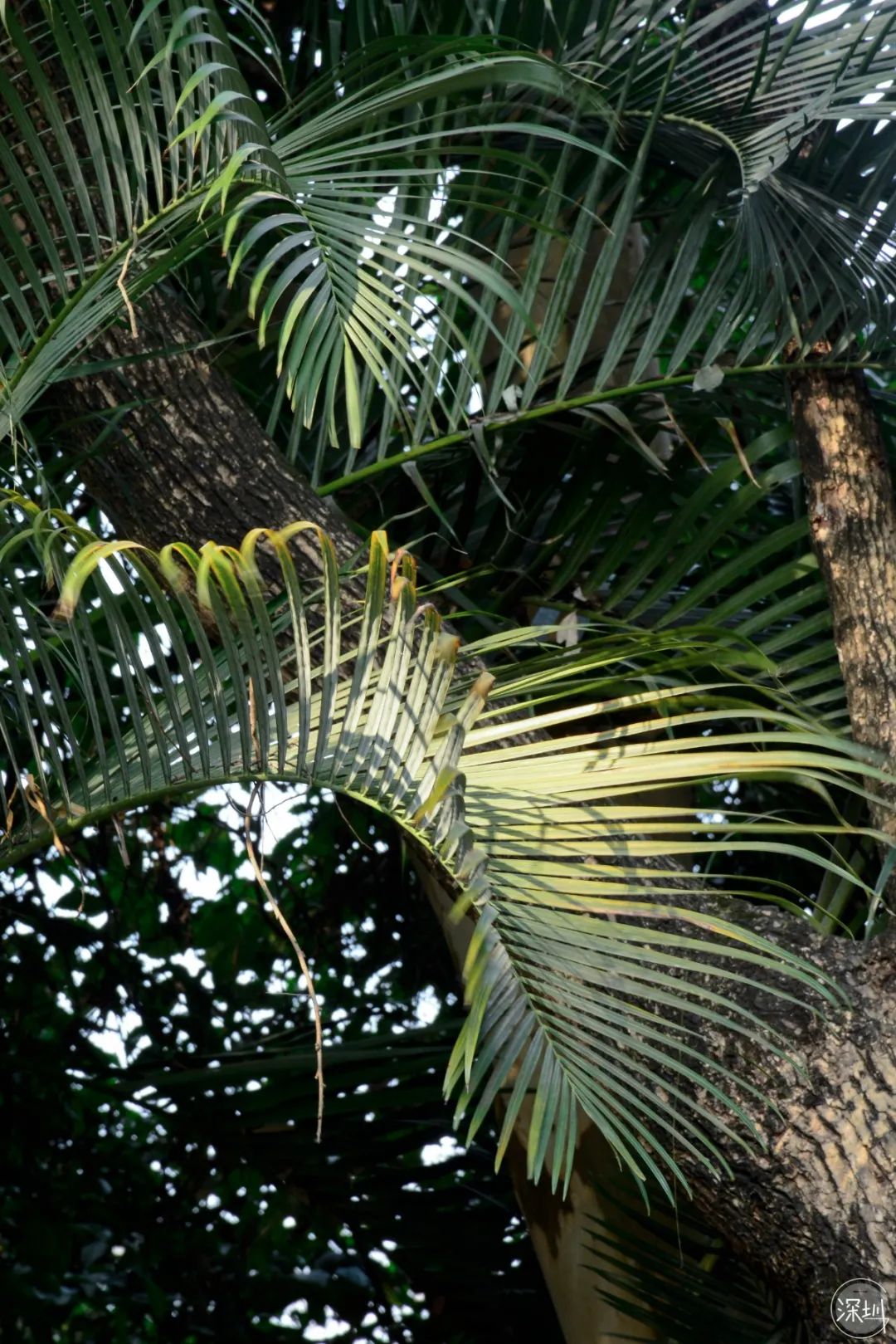 莲花山绿了没,莲花山红色景点有哪些