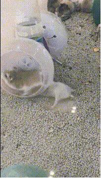 搞笑gif姑娘你也太强大了,搞笑gif开心一刻妹子的眼神