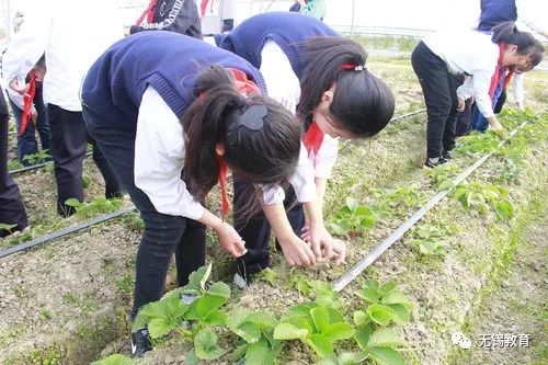 翻地、播种…无锡老小将课堂搬到了田间地头