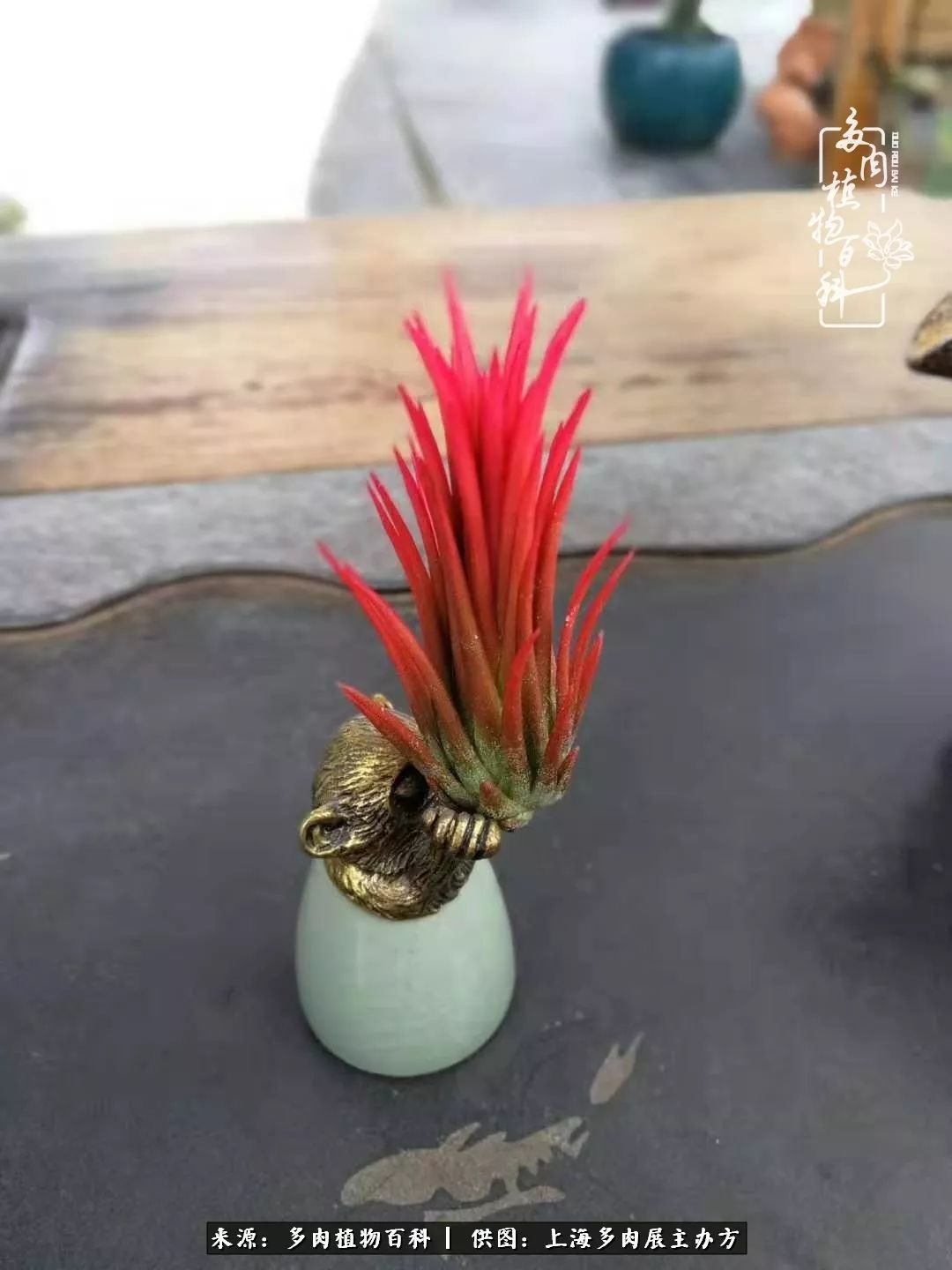 2023多肉展会直播,2023上海多肉植物展