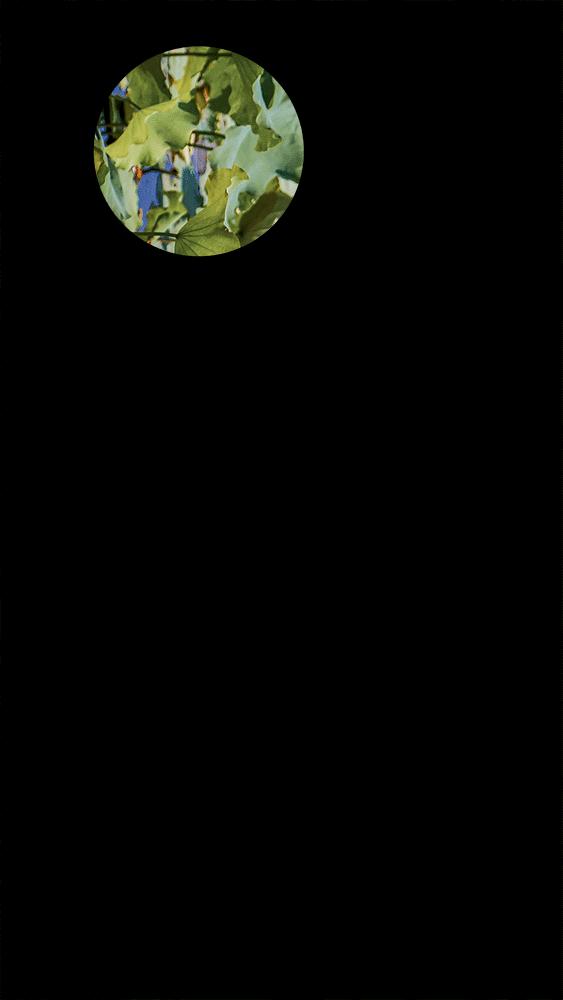 田园低空飞行,田园采摘之旅