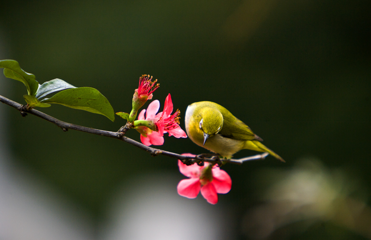 都是些什么“鸟石”？保证有你好看