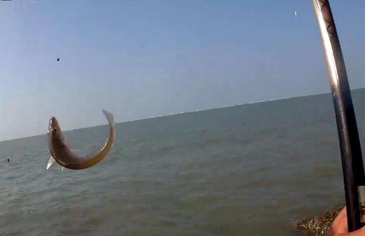 海边钓沙尖鱼技巧,海边钓鱼的技巧和方法图解