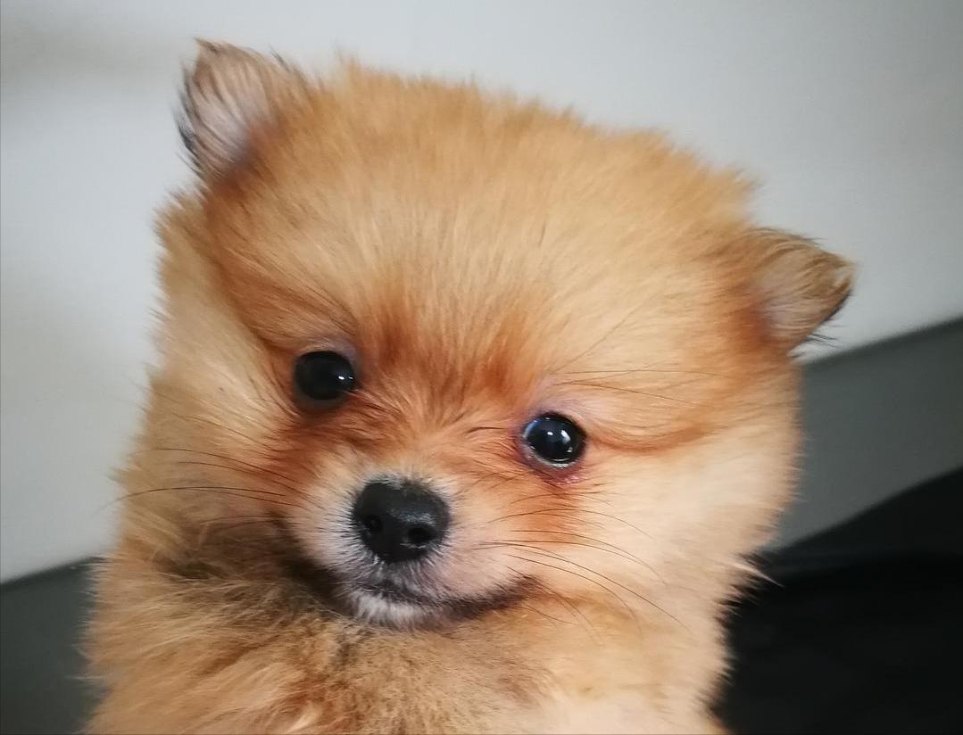 常见的20种狗狗,带大家认识不一样的狗狗