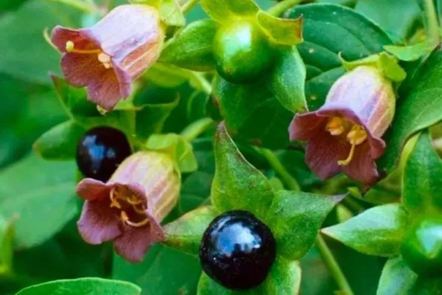 保健品骗局专骗老年人触犯什么法,保健品骗局专骗老年人被抓