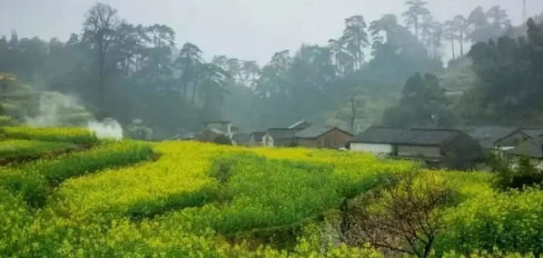 在哪里看油菜花好美哟,开化油菜花最佳观赏地