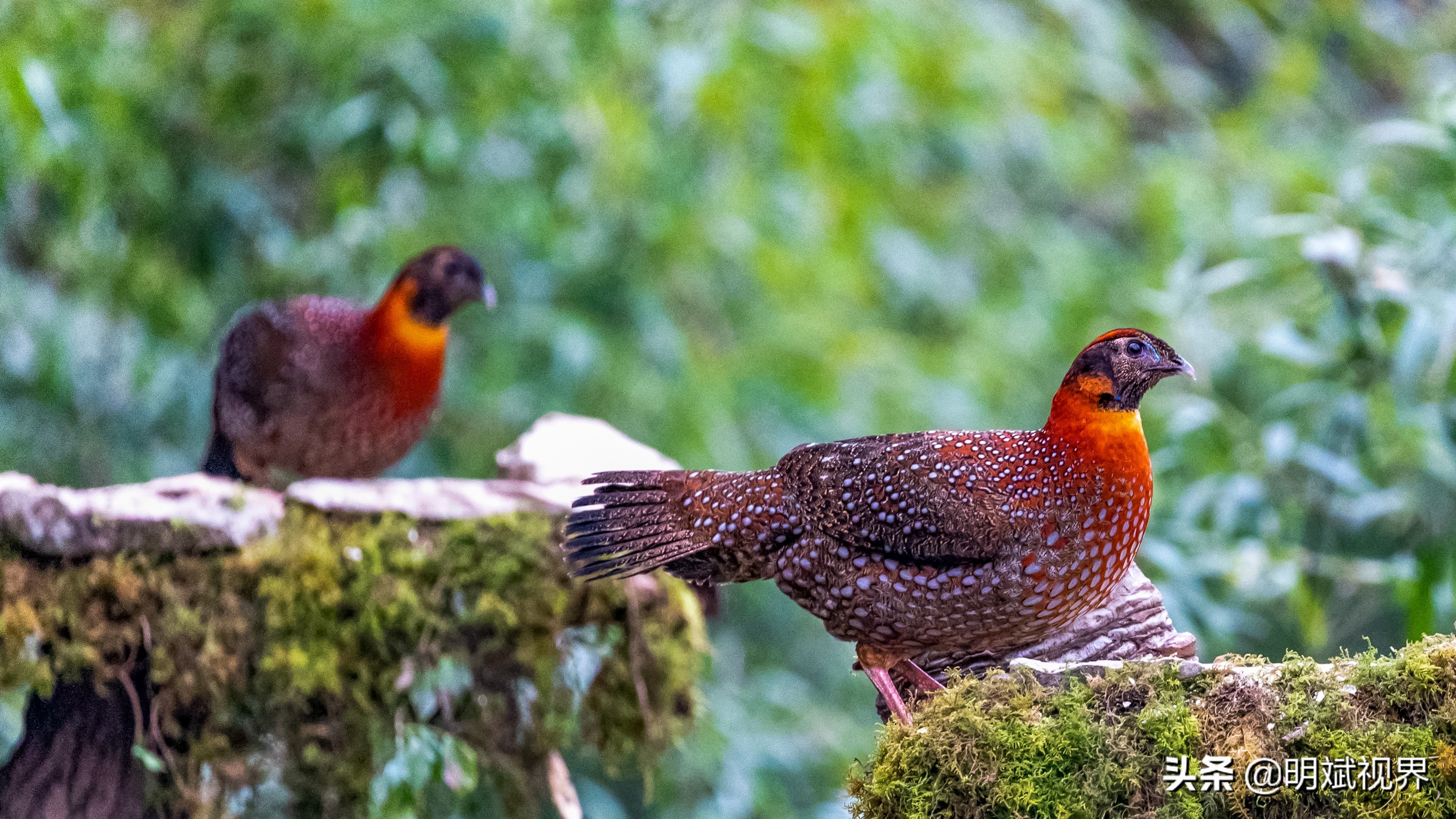 南川红腹角雉图片,重庆南川红腹角雉拍摄点