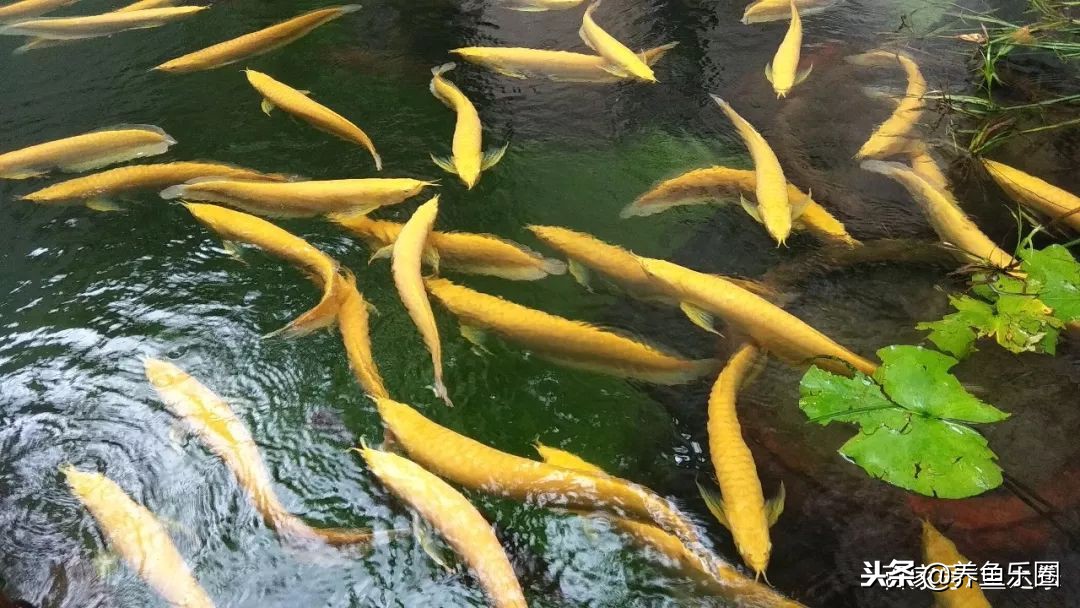 这位土豪家的渔场,光滤材就花了500多万,你确定不要见识一下?