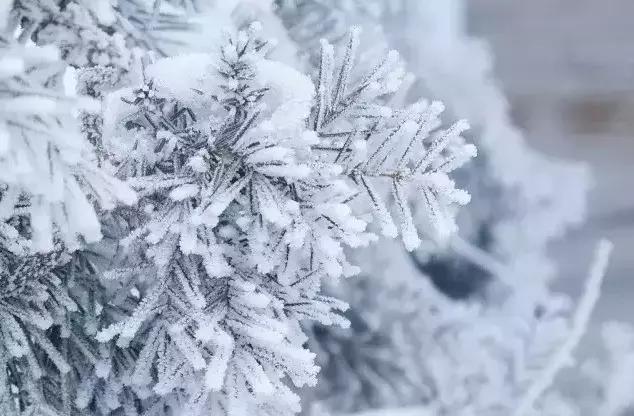 雾凇之美宛若仙境,连云港花果山雾凇美得像仙境