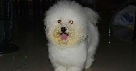 比熊狗嘴巴发黄怎么办,比熊犬嘴巴发臭什么原因