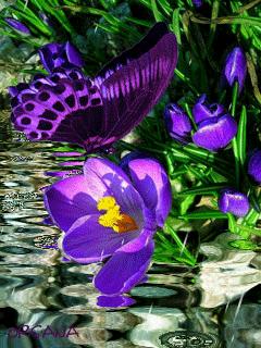 几十张绝美的图,绝美花的倒影100张图片