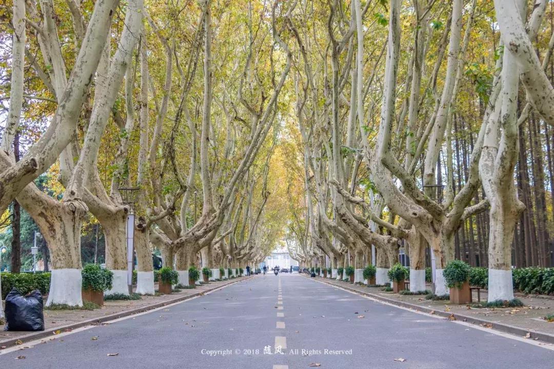 南京的大学学校面积,南京的大学有哪些