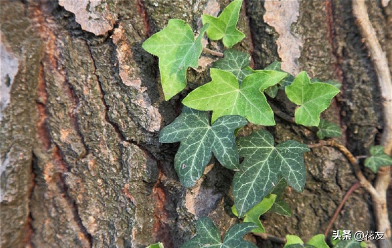 常春藤夏季养护和管理,常春藤室内爬藤