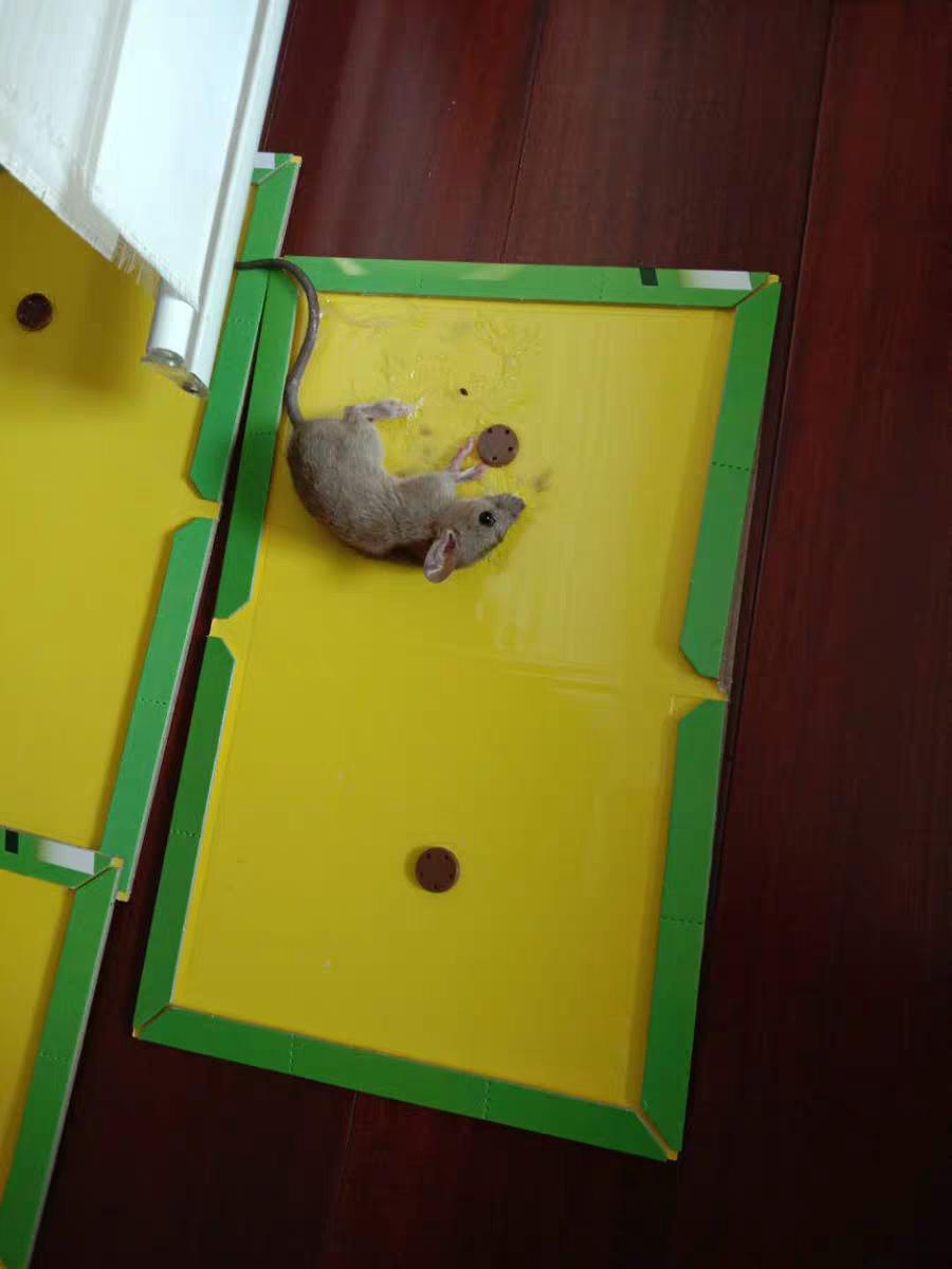 家中老鼠怎么彻底除掉,如何将老鼠从家中赶走