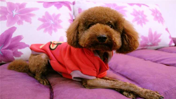 你不知道的狗都有哪些,泰迪狗狗来月经怎么护理