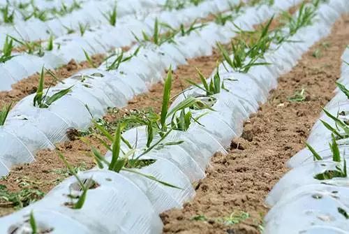 种姜怎么种产量更高,春耕进行时农村种姜