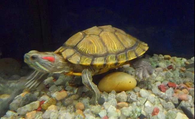 土霉素可以给乌龟治疗哪些疾病,乌龟常见疾病与防治方法合集
