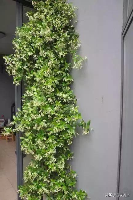 络石盆景的鉴赏与栽培养护