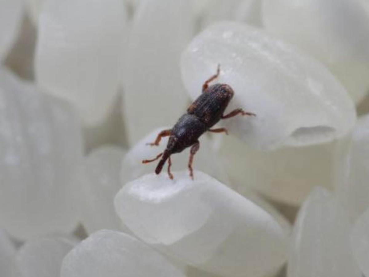 大米出现几个小幼虫怎么处理,大米里面的小黑虫幼虫是什么样的