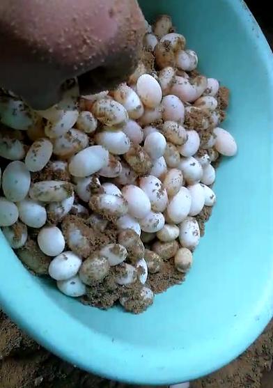 乌龟蛋破壳而出的时候,乌龟蛋在沙里没有挖出来