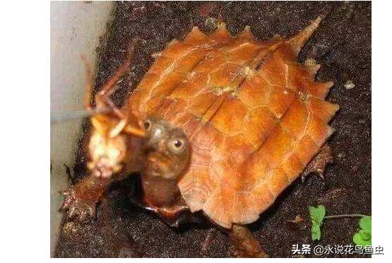 养乌龟新手入门养什么龟,新手养乌龟推荐养什么样的龟