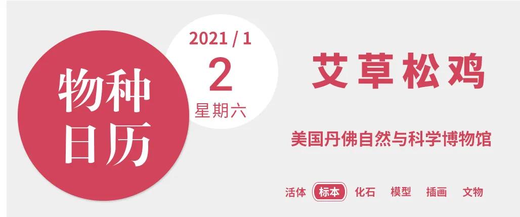 艾草松鸡和尖尾松鸡是一种吗,艾草松鸡是保护动物吗