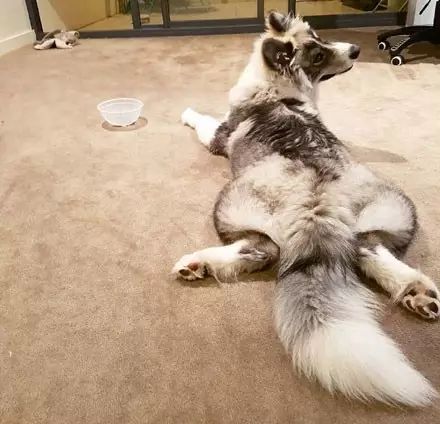 一只金毛两只阿拉斯加三只萨摩耶,雪橇三傻阿拉斯加哈士奇萨摩耶