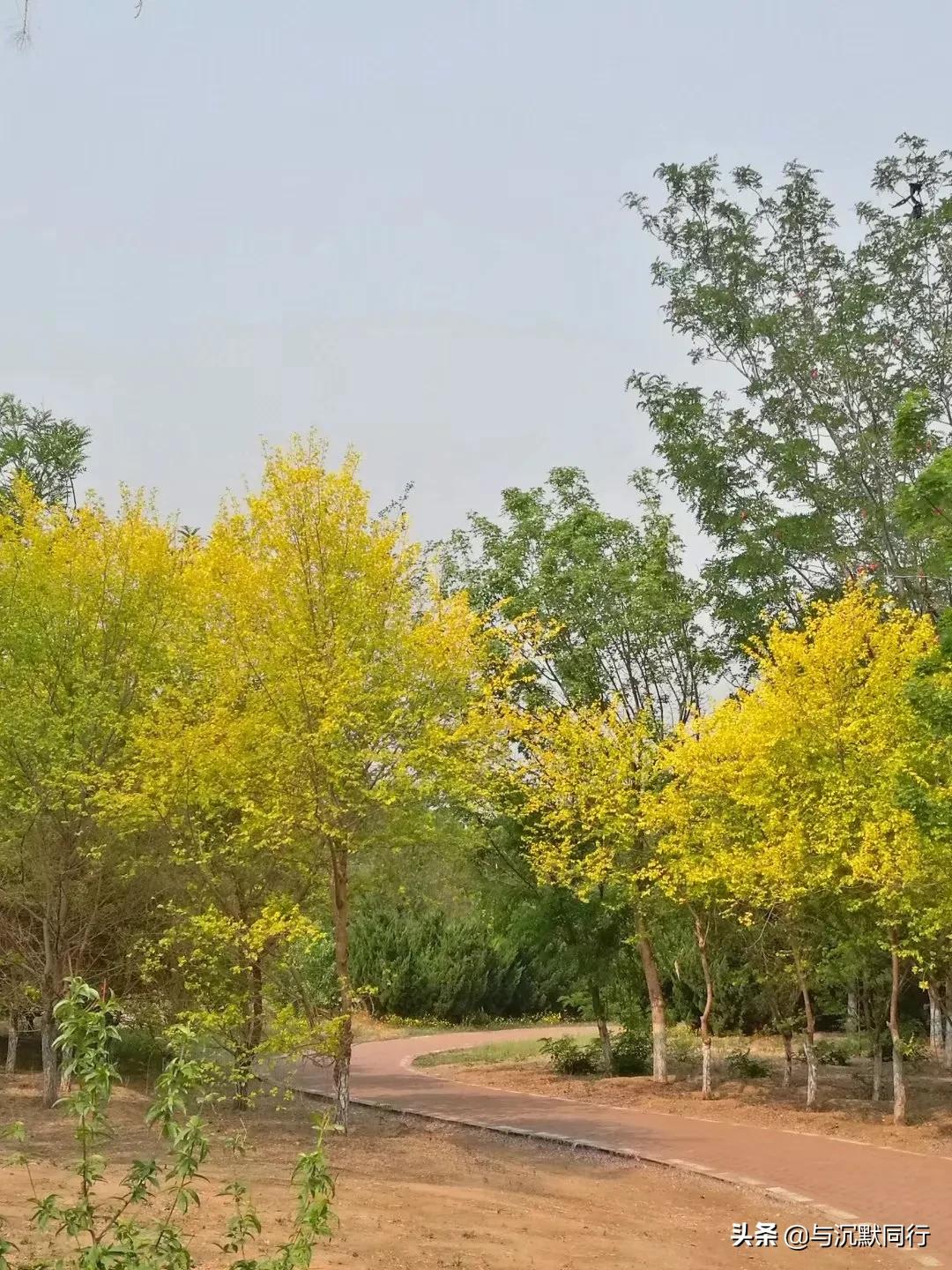 北京的天元公园是哪,北京天元公园视频