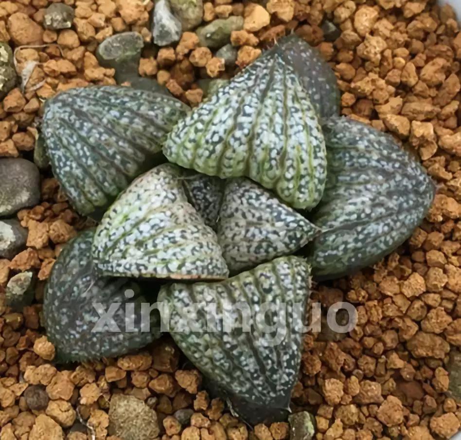 郭氏---台湾行之李瑞斌大棚及布楚礼多肉植物园游记