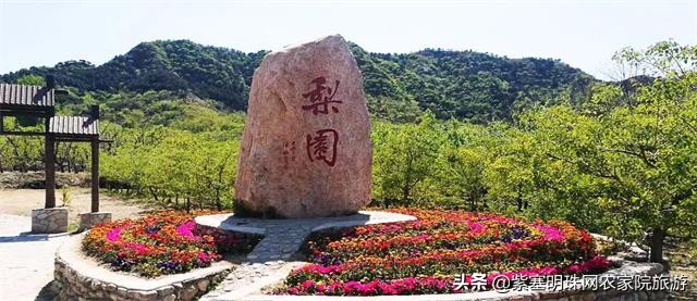 梨木台景林农家院,梨木台景林农家院直播