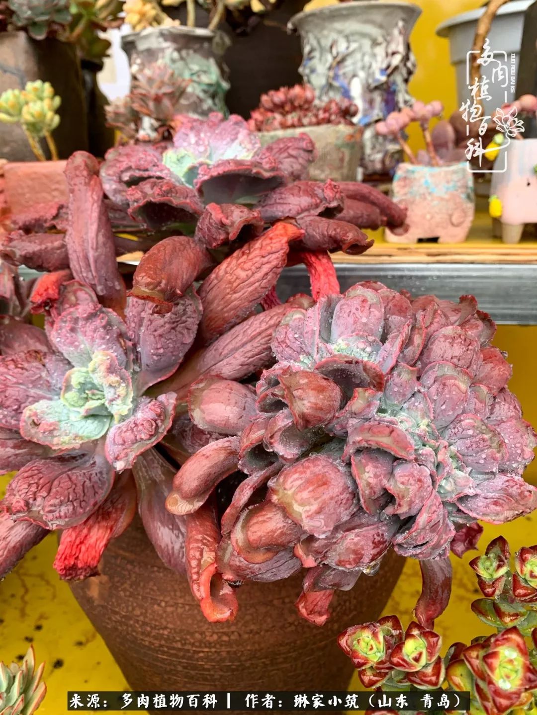 多肉冬季搬进屋里前需要浇水么,多肉过冬