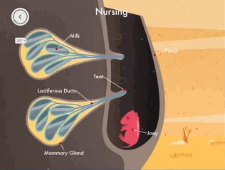 优质儿童教育app,优思教育培训推荐