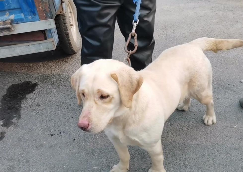 拉布拉多幼犬被扔到了狗肉馆,肉狗拉布拉多