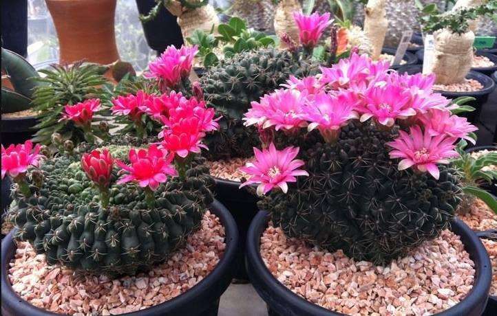 148个仙人球品种大全,100个仙人球品种