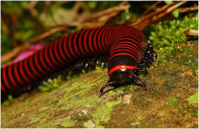 大量的马陆泛滥成灾如何药物杀灭,家庭灭马陆虫的办法