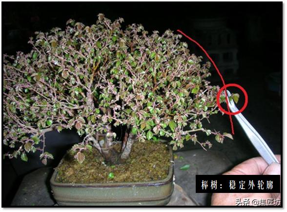 “选芽与摘芽”盆景树形稳定一半都靠它，盆景耐心与细心的试练