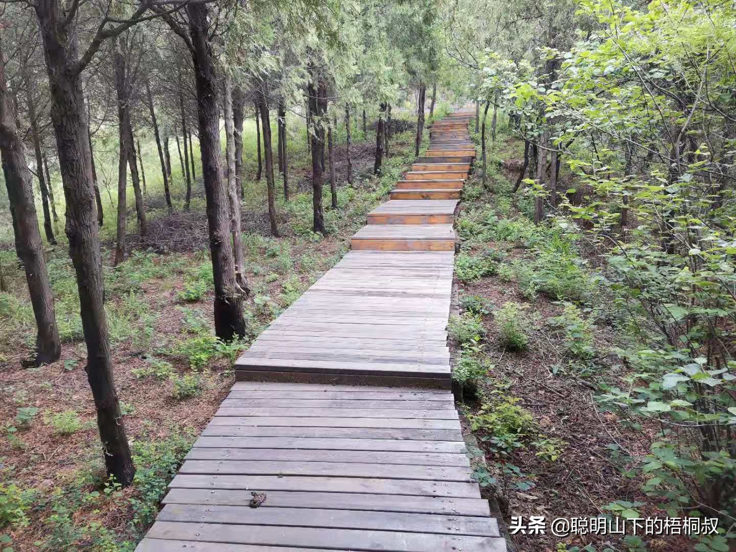 蟒山国家森林公园自由行攻略,北京蟒山森林公园游玩攻略