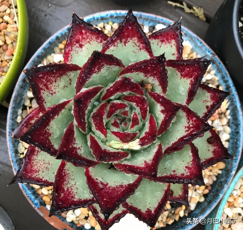 多肉怎么养不长高只长胖,多肉总是长不大爱蔫怎么办