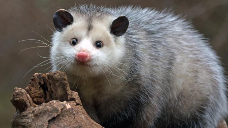 哪些宠物在白宫待过？历史上美国总统的奇葩宠物超乎想象