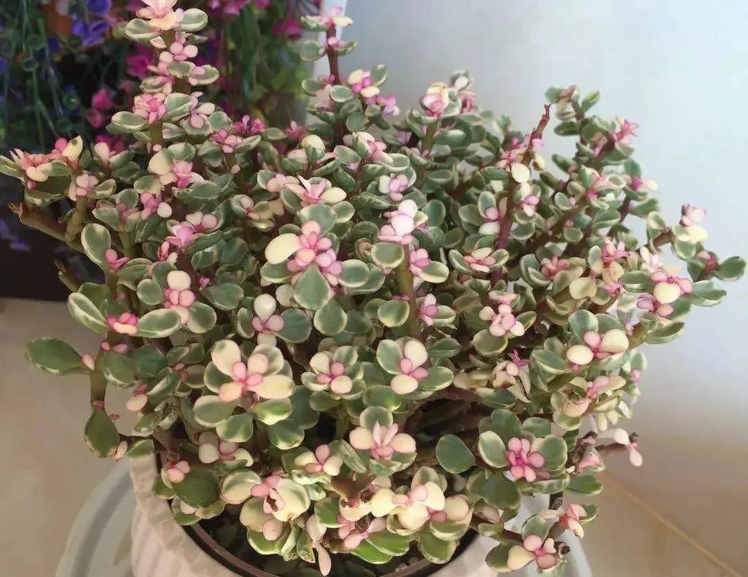 金枝玉叶雅乐之舞冬天怎么养,雅乐之舞多肉怎么才会开花