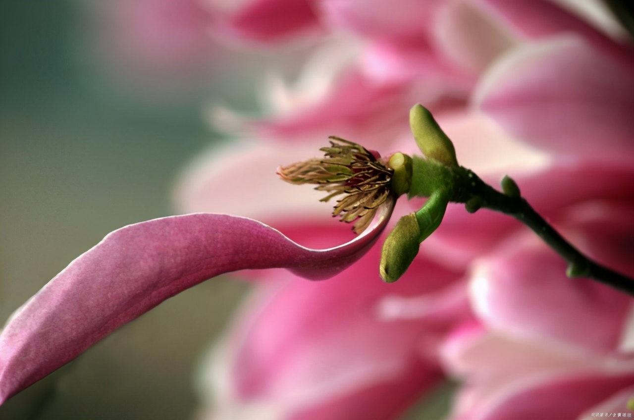 文徵明玉兰图花语,江南四大才子文徵明