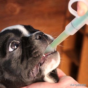 宠物生病怎么喂药呢视频,宠物生病给人吃什么药