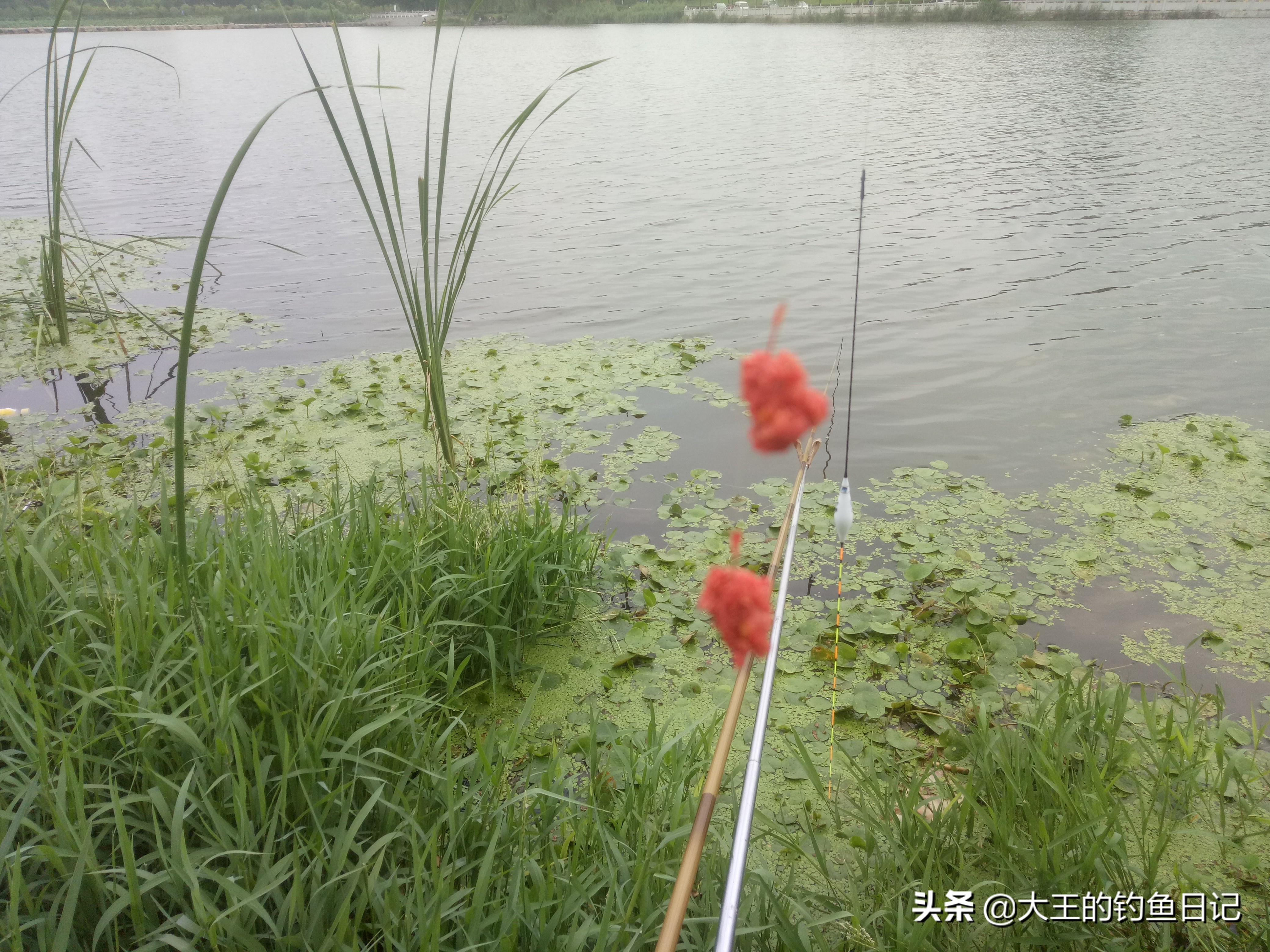 蓝鲫饵料野钓需加拉丝粉吗,薯味蓝鲫野钓鲫鱼好用吗