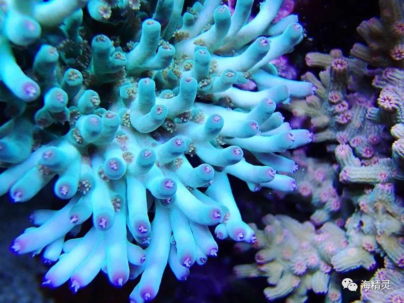 为什么一定要爆藻,为什么国人对鱼情有独钟