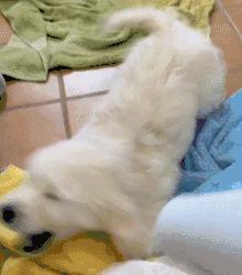 为啥狗去宠物店洗澡就老实了,狗为什么要去宠物店洗澡